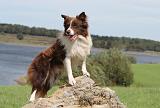 BORDER COLLIE 710
